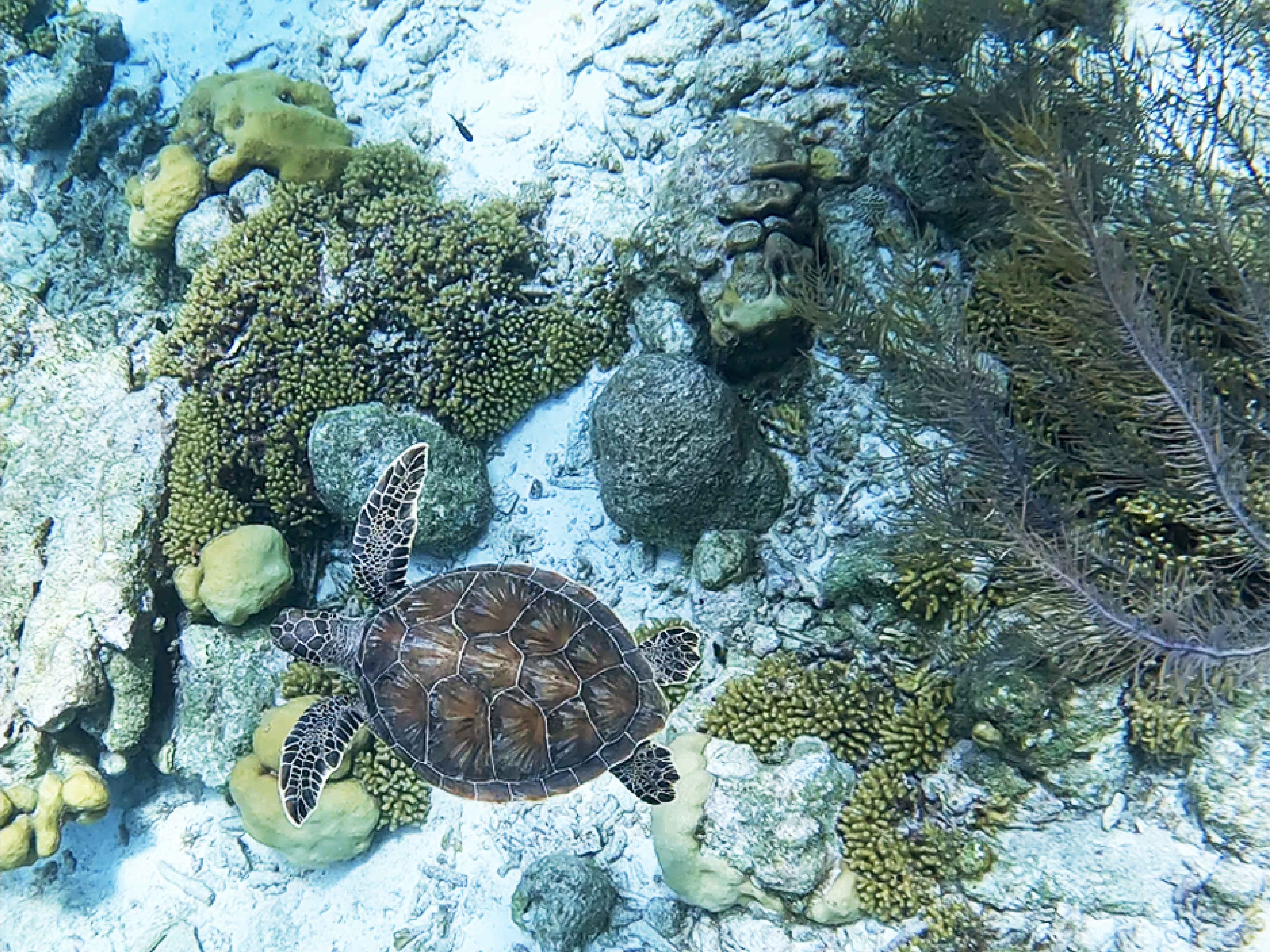 bonaire5